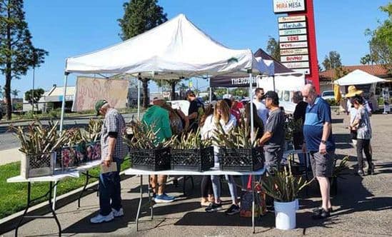 People looking at plants in an outdoor market in the park lot of Village at Mira Mesa in San Diego